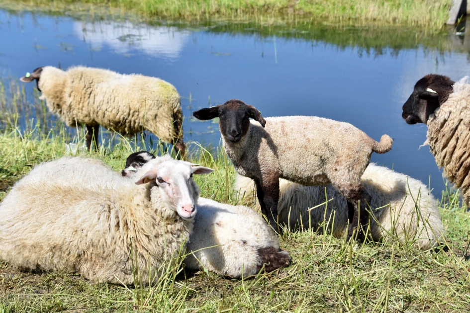 Schapen - Zoogdieren - 