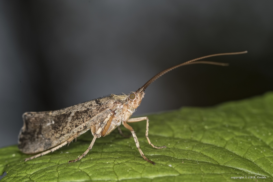 Schietmot - Geleedpotigen - Schietmot