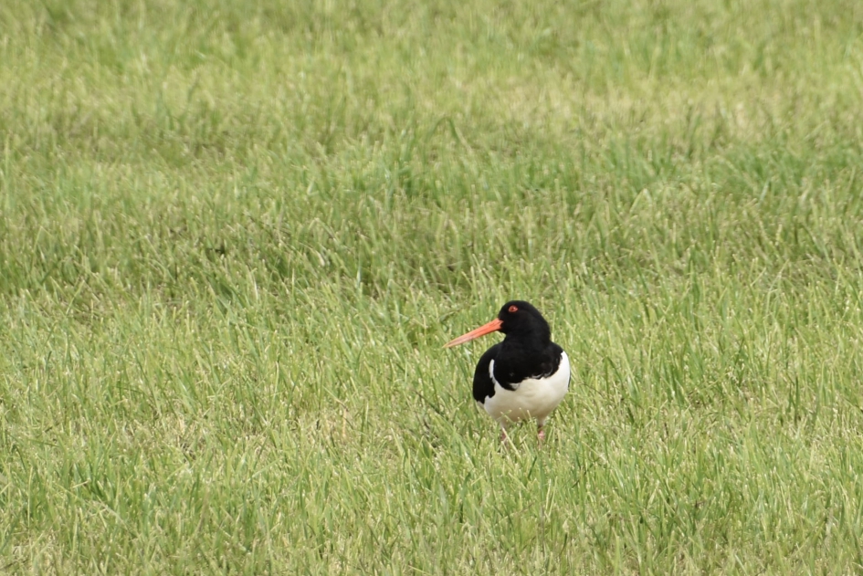 Scholekster - Vogels - 