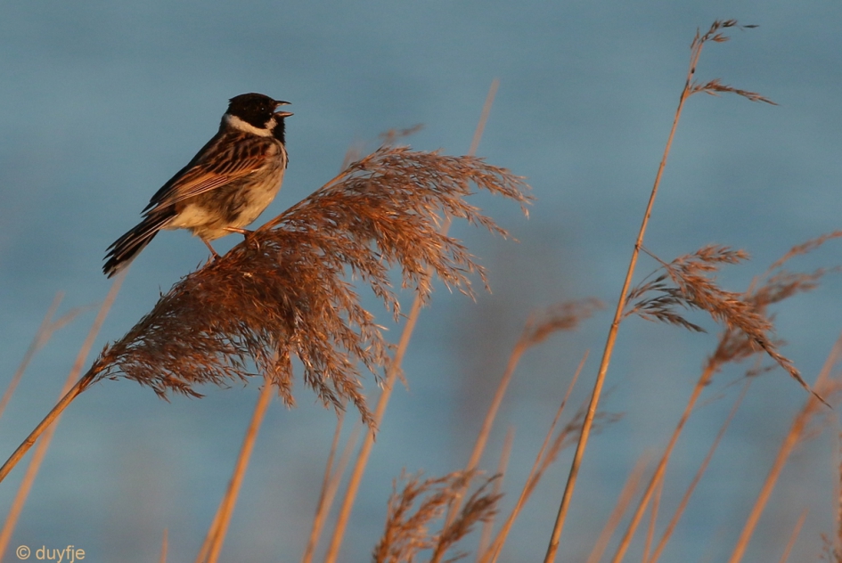 Schommelen op een rietstengel - Vogels - Rietgors