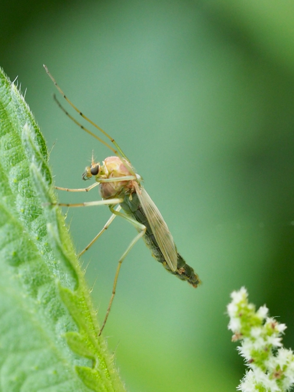 Schoonheid - Geleedpotigen - Dansmug