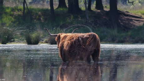 Schotse Hooglander zoekt verkoeling in het water