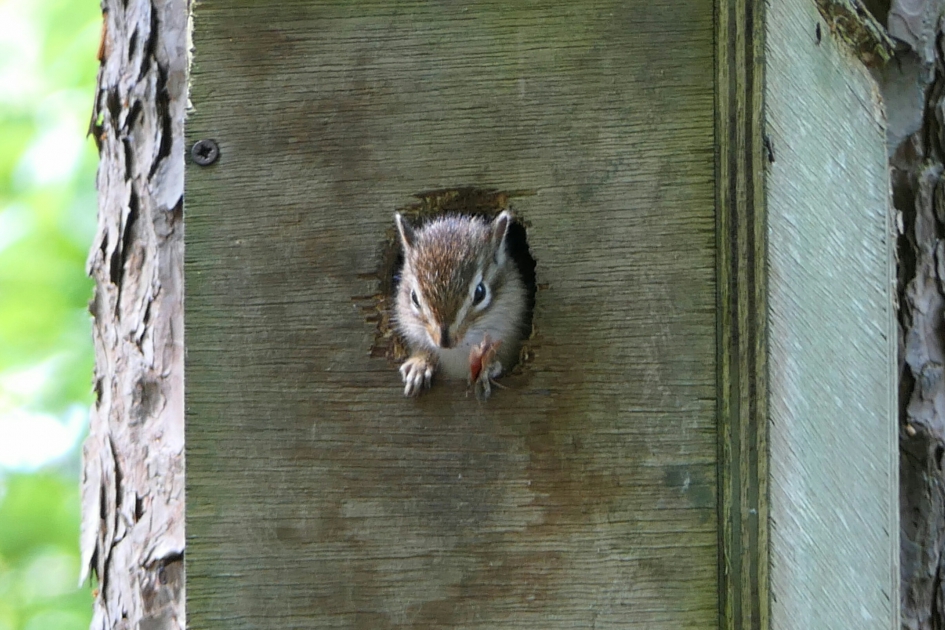 Siberische grondeekhoorn. - Zoogdieren - Siberische grondeekhoorn