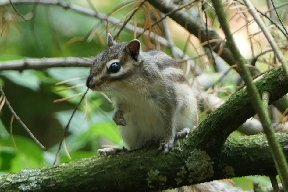 Siberische grondeekhoorn. - Zoogdieren - Siberische grondeekhoorn