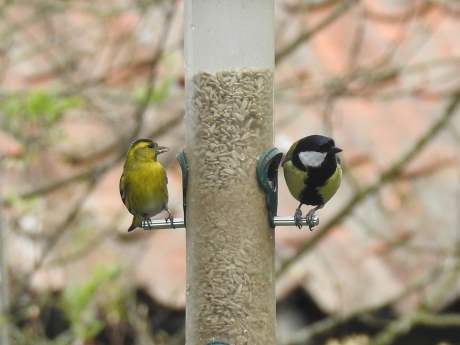 Sijs en koolmees bij voedertoren