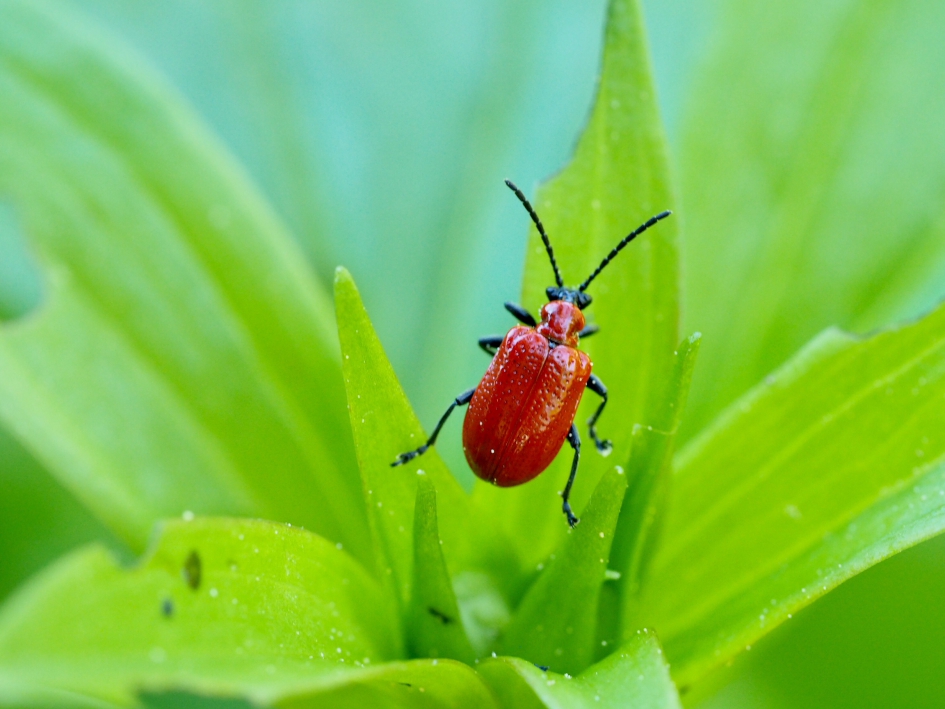 Simply red - Geleedpotigen - Leliehaantje