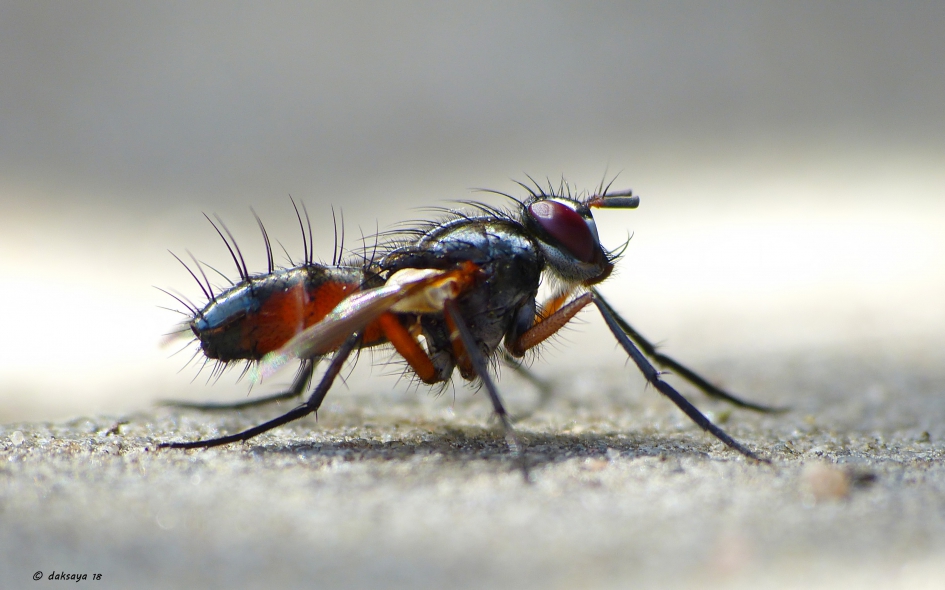 Sluipvlieg - Geleedpotigen - Sluipvlieg