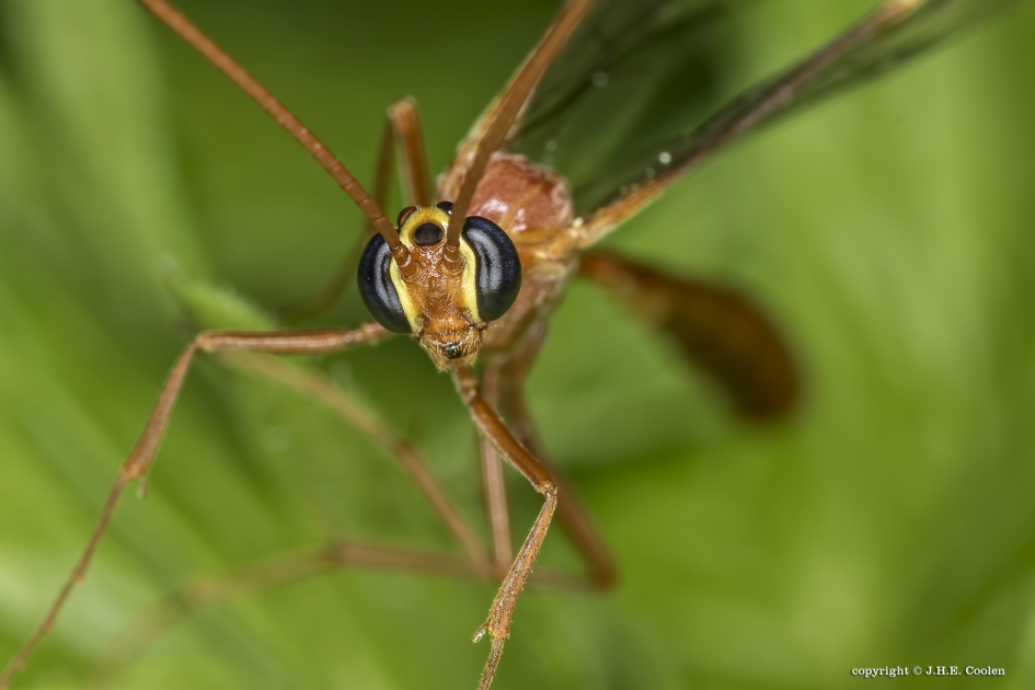Sluipwesp..... - Geleedpotigen - sluipwesp uit de familie Ophion