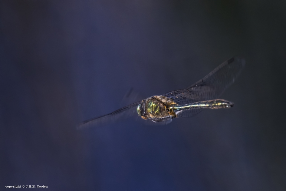 Smaragdlibel - Geleedpotigen - De smaragdlibel