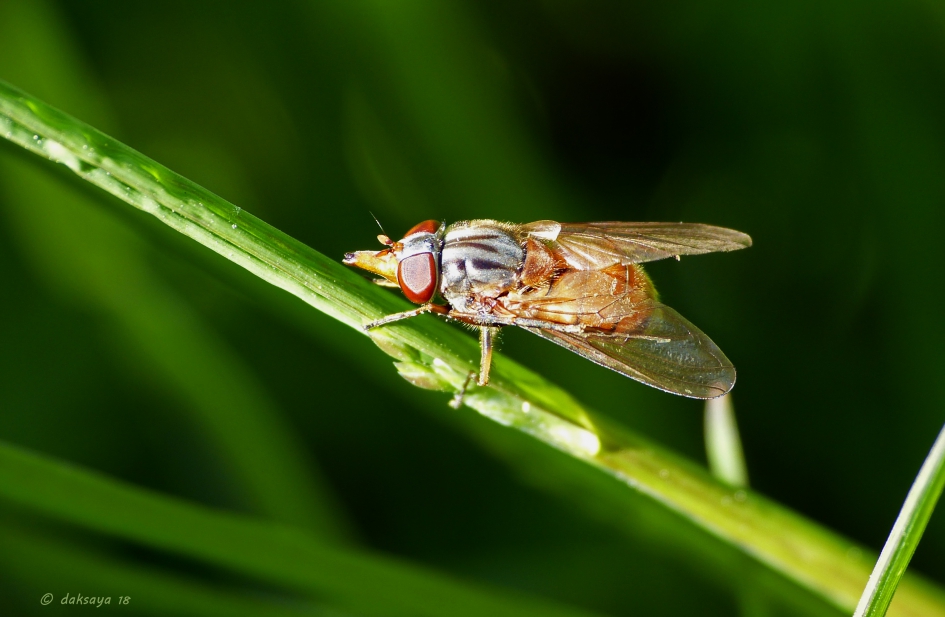Snuitvlieg - Geleedpotigen - Snuitvlieg