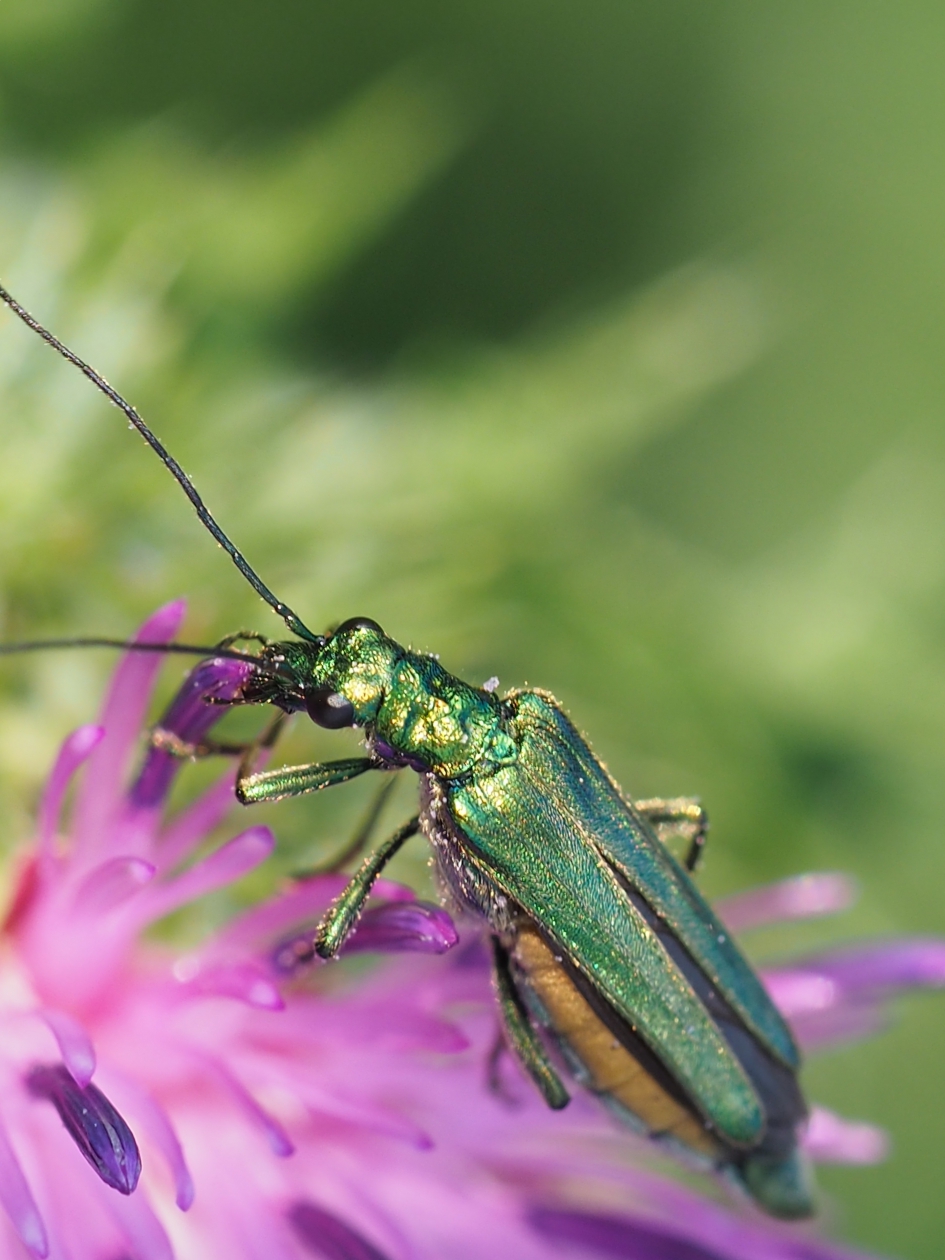 Vrouwtje fraaie schijnboktor - Geleedpotigen - Vrouwtje fraaie schijnkever