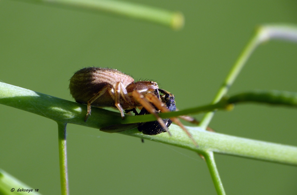 Spin met lissnuitkever - Geleedpotigen - 