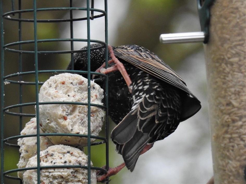 Spreeuw bij de voedertoren - Vogels - Spreeuw