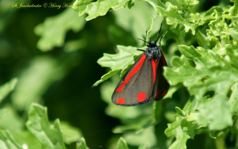 St Jacobsvlinder - Geleedpotigen - St Jacobsvlinder