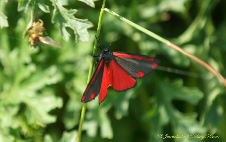 St Jacobsvlinder - Geleedpotigen - St Jacobsvlinder
