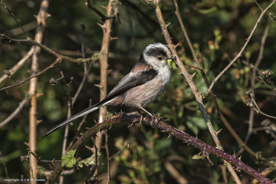 Staartmees - Geleedpotigen - Staartmees