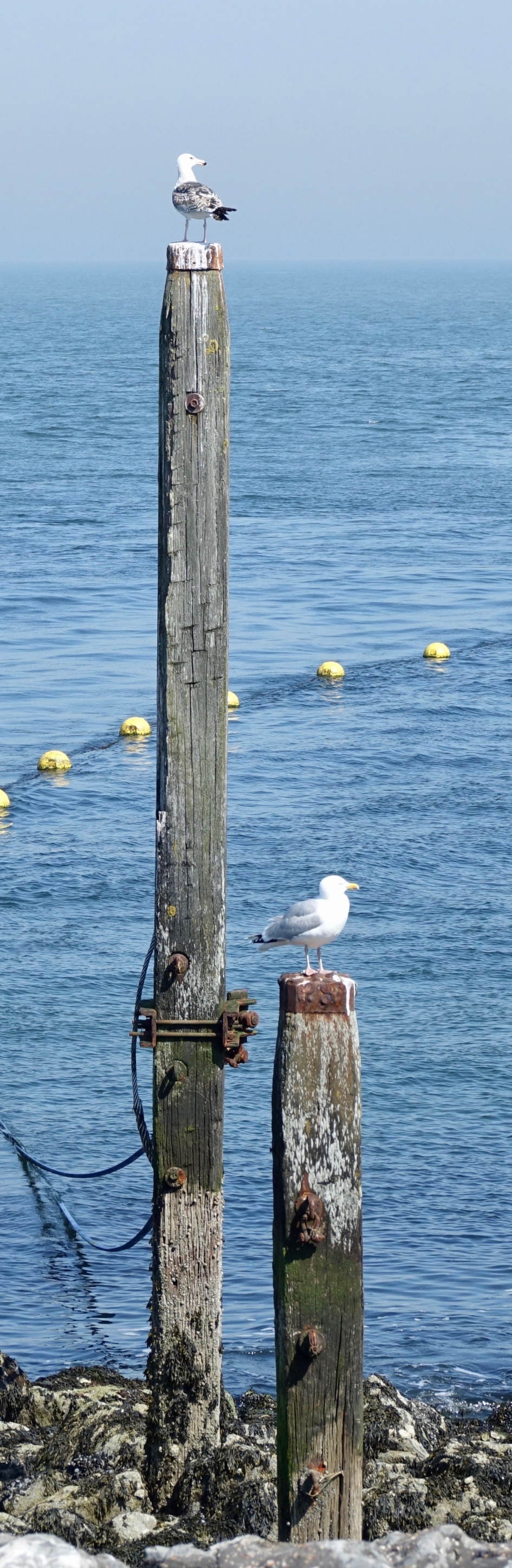 Standsverschil - Vogels - Zilvermeeuw