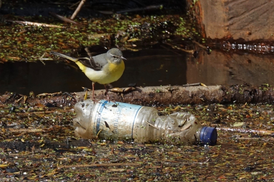 Statiegeld? - Vogels - Grote Gele Kwikstaart