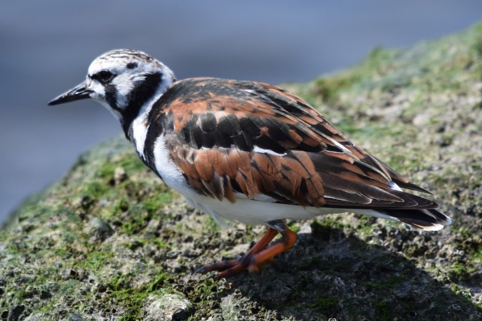 Steenloper - Vogels - Steenloper