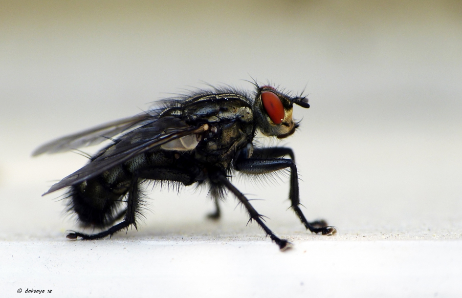 Stoere dambordvlieg - Geleedpotigen - 