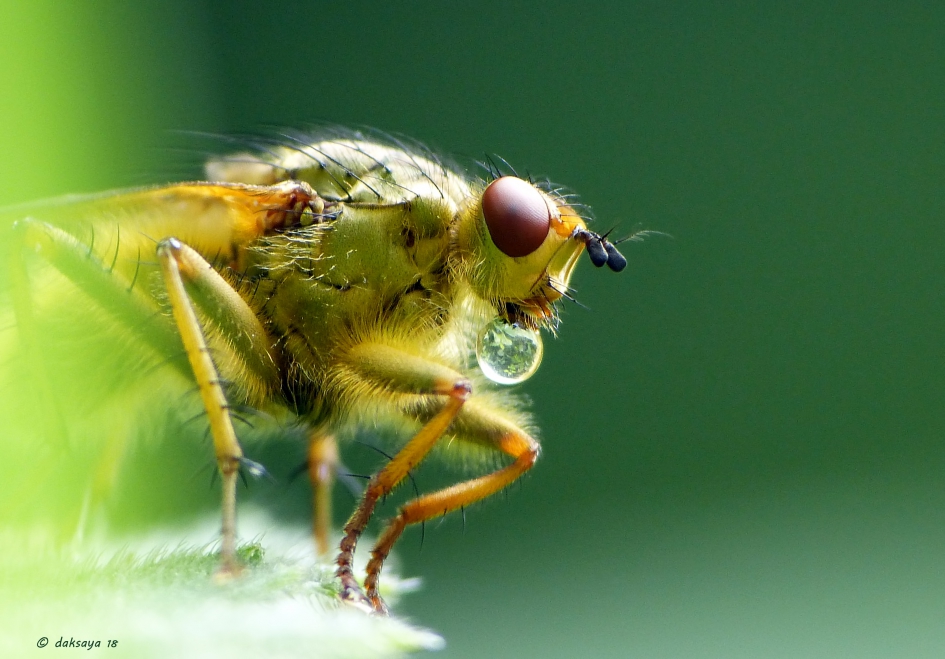 Strontvlieg - Geleedpotigen - Strontvlieg