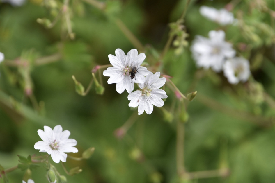 Summer snow - Planten - 