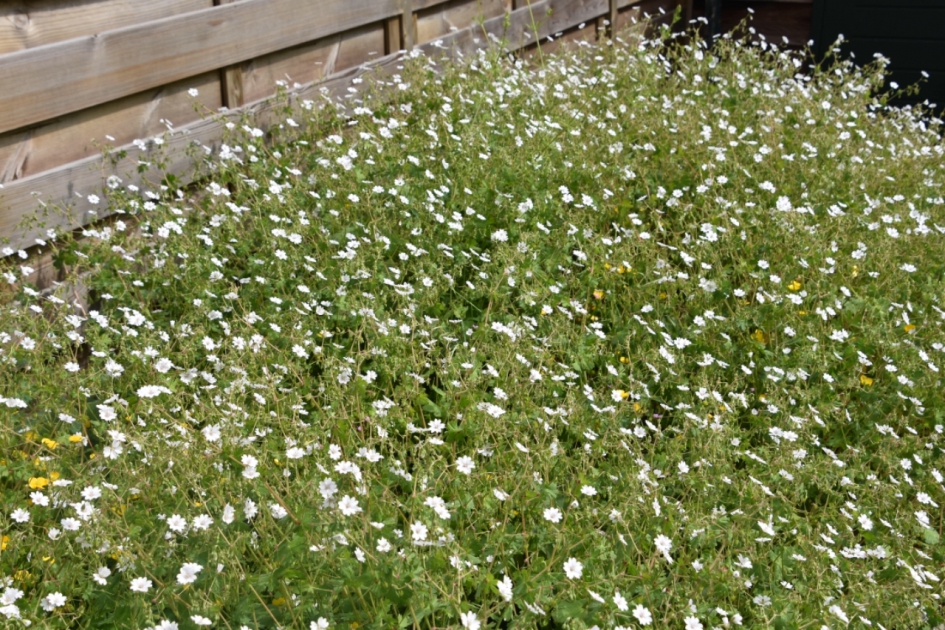 Summer snow - Planten - 