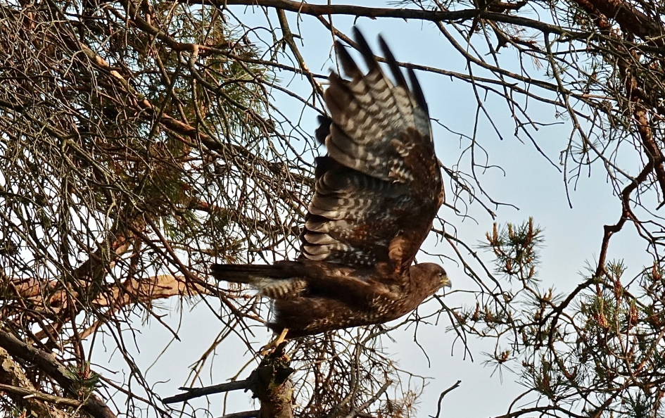 Take Off - Vogels - Buizerd