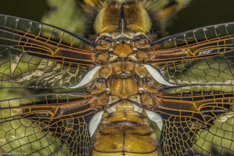 Tekening... - Geleedpotigen - Platbuik