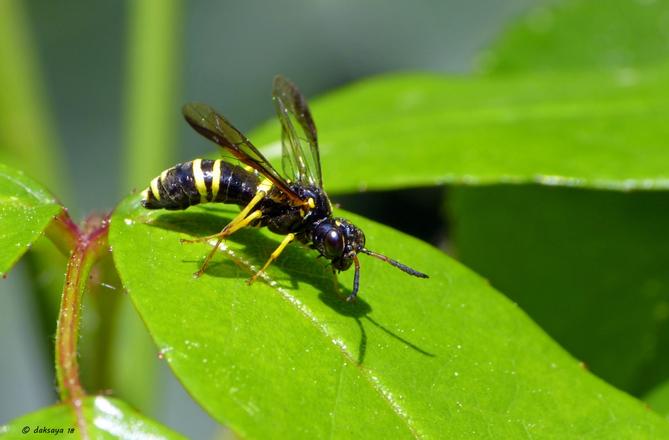 Tenthredo vespa - Geleedpotigen - 