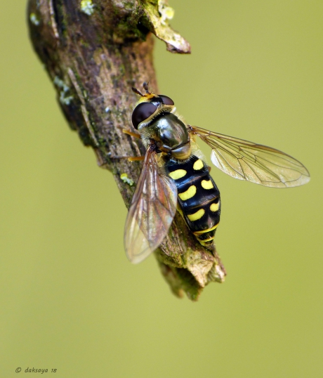 Terrasjeskommazwever (v)