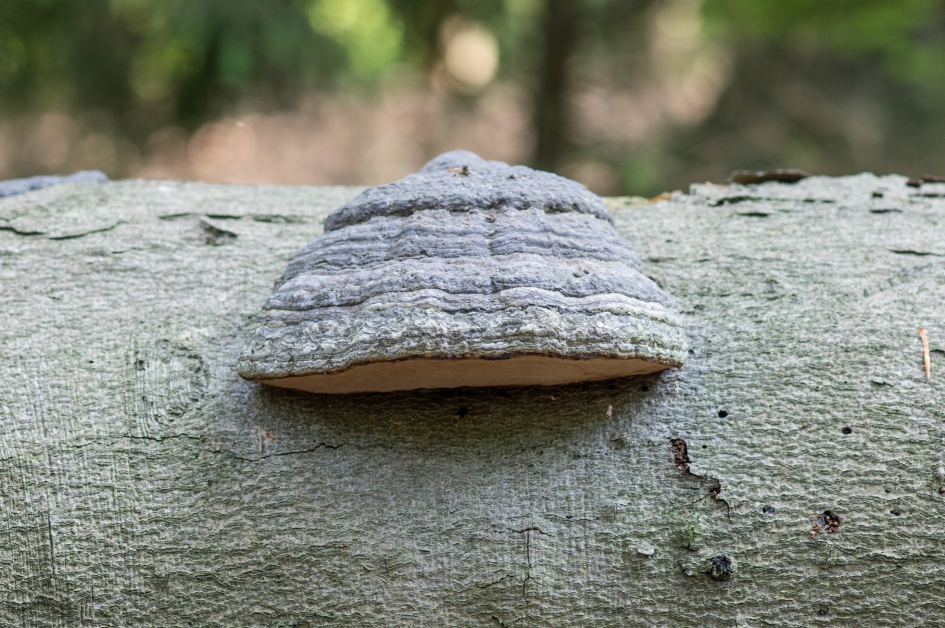 tonderzwam - Schimmels - 