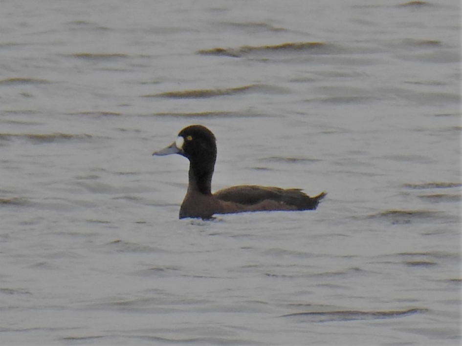 Toppereend vrouwtje op grote afstand - Vogels - Toppereend