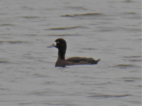 Toppereend vrouwtje op grote afstand