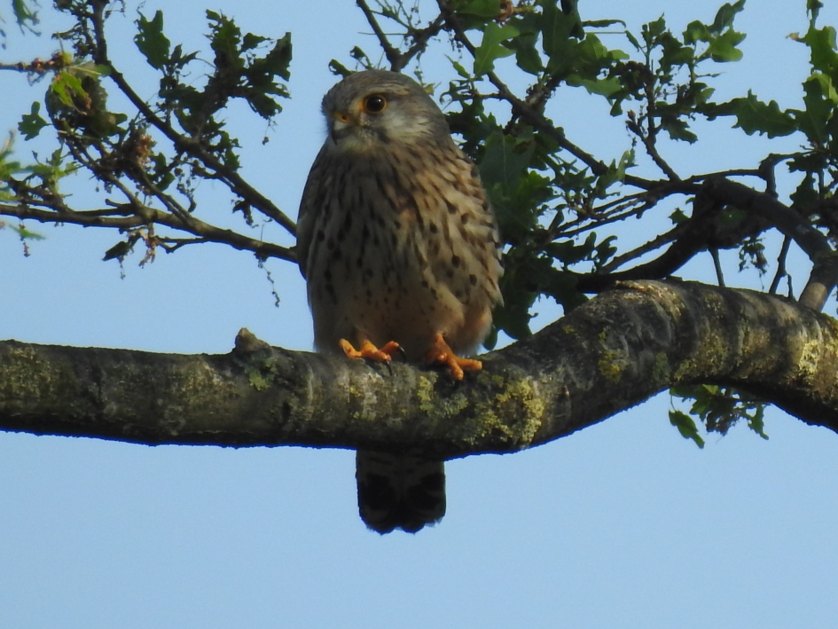 Torenvalk op een tak - Vogels - Torenvalk