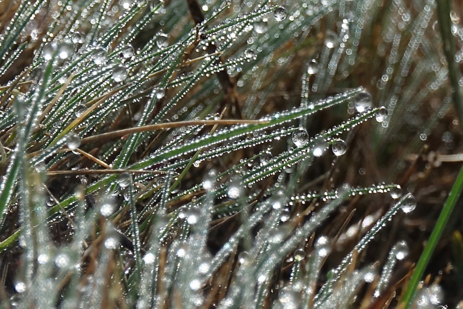 Traangras - Planten - Gras