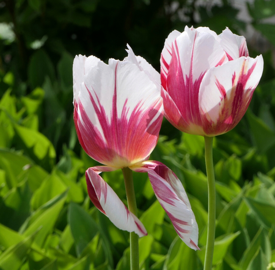 Tulpen - Planten - Tulp
