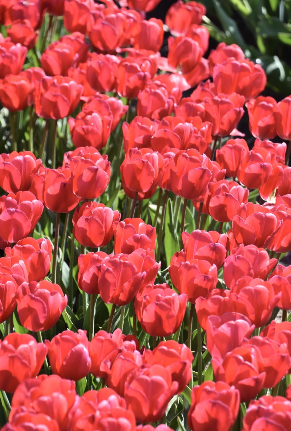 Tulpen - Planten - 