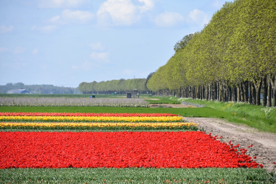 Tulpenvelden - Planten - 