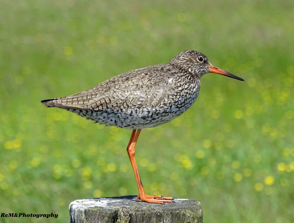 Tureluur. - Vogels - Tureluur.