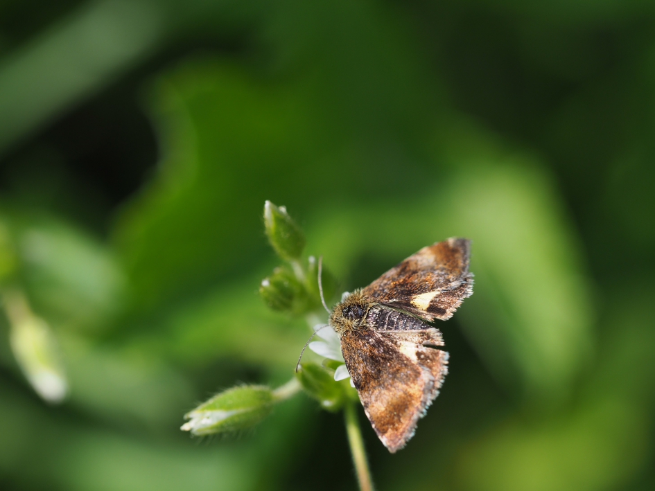 Twee gele vlekken - Geleedpotigen - Dwerghuismoeder