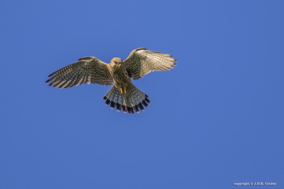 Valkje - Vogels - Valk