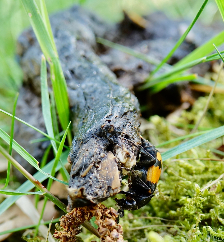 Van een Vos? - Geleedpotigen - Gewone Doodgraver