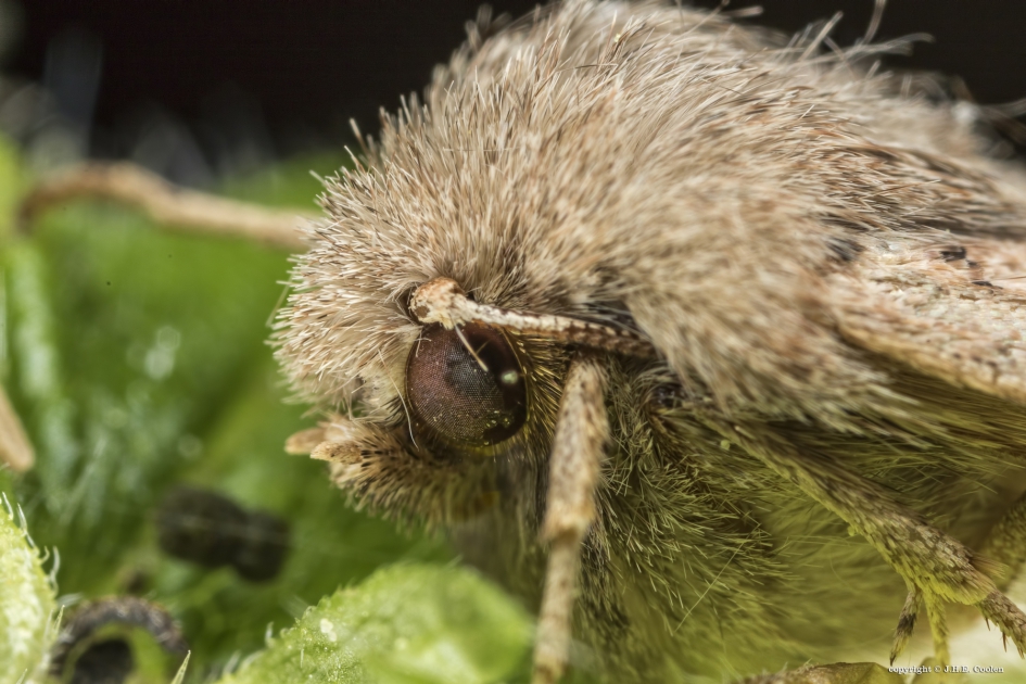 Variable voorjaaruil - Geleedpotigen - Variable voorjaarsuil