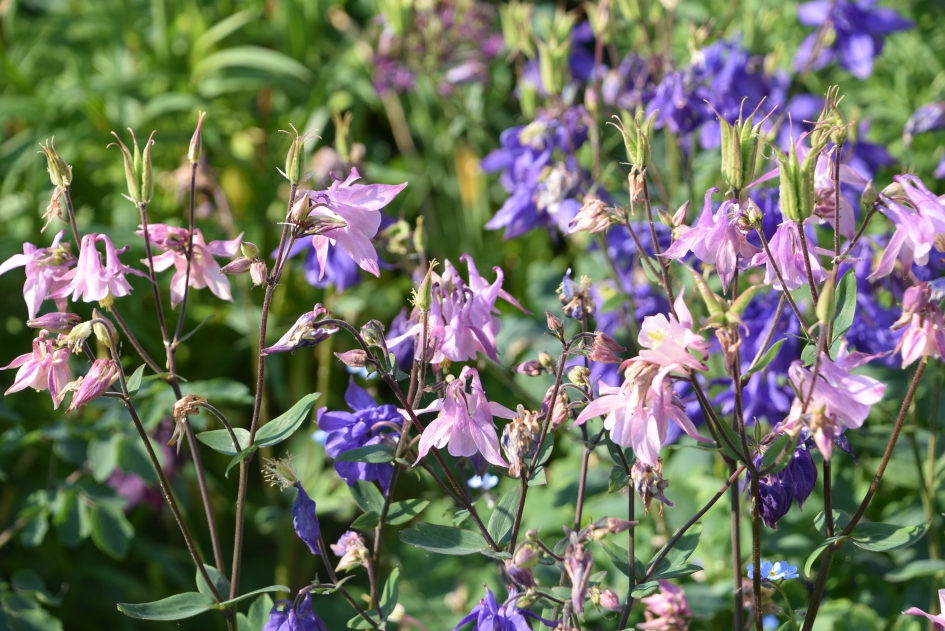 Veel akeleien - Planten - 