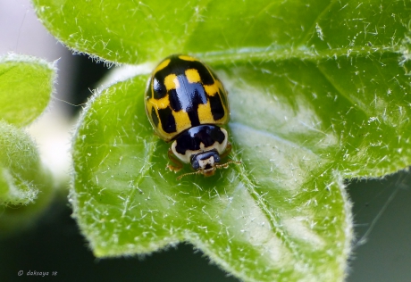 Veertienstippelig lieveheersbeestje