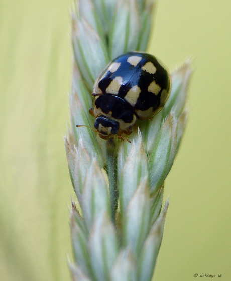 Veertienstippelig lieveheersbeestje