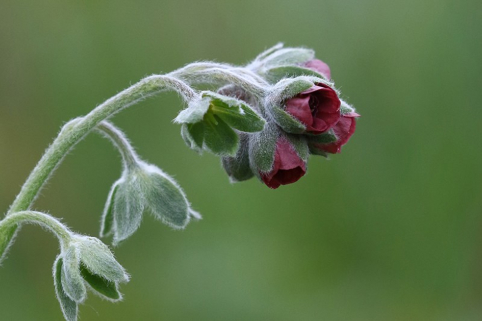 veldhondstong - Planten - 