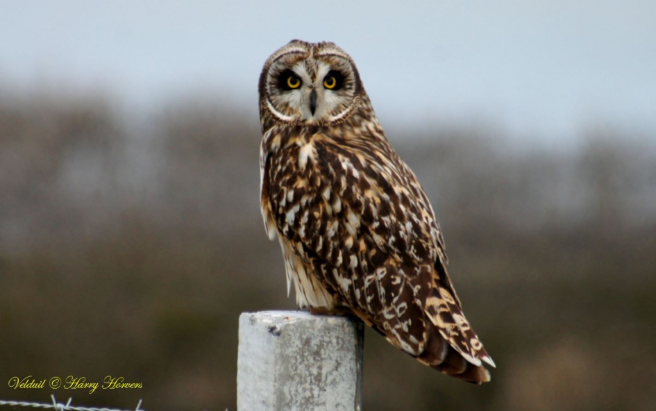 Velduil - Vogels - Velduil