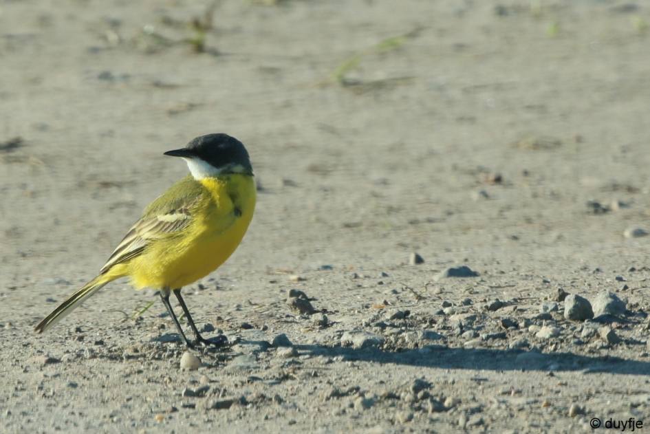 Ver van huis. - Vogels - Witkeelkwikstaart of Italiaanse Kwikstaart